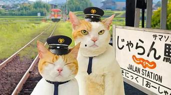 娱乐吃瓜喵散步,散步中的娱乐圈八卦揭秘